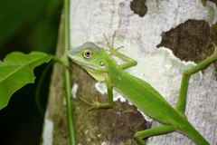 Bronchocela cristatella