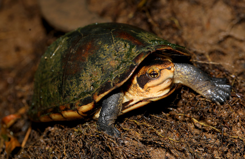 White-lipped Mud Turtle