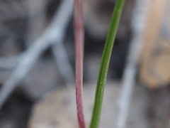 Thelymitra juncifolia