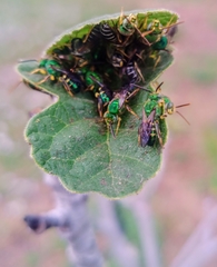 Agapostemon poeyi