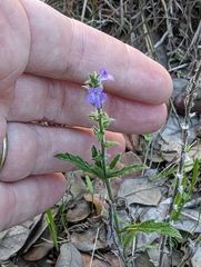 Verbena canescens