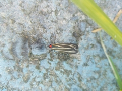 Ctenucha venosa