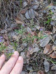 Verbena canescens