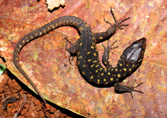 Lepidophyma flavimaculatum