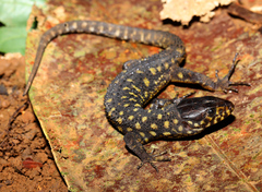 Lepidophyma flavimaculatum