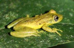 Scinax elaeochroa