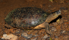Rhinoclemmys funerea