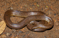 Hydromorphus concolor