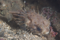Cyclichthys orbicularis