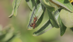 Leptoglossus chilensis