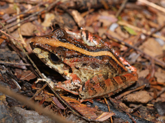 Craugastor fitzingeri