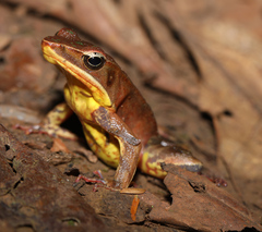 Lithobates warszewitschii