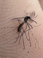 Stegomyia