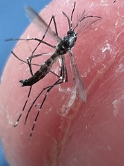 Stegomyia