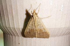 Mecyna asinalis