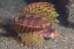 Dendrochirus brachypterus