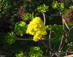 Aeonium arboreum subsp. arboreum image