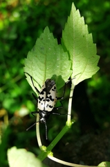 Cypherotylus impressopunctatus