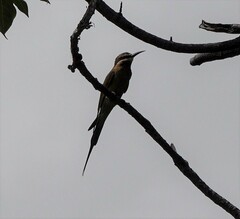 Merops superciliosus