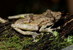 Scinax boulengeri