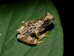 Dendropsophus ebraccatus