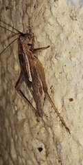 Gryllodes sigillatus