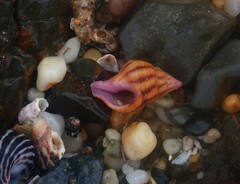 Peristernia reincarnata