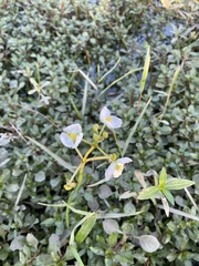 Sagittaria platyphylla