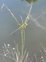 Cyperus entrerianus