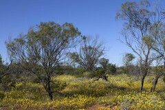 Acacia aneura