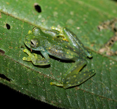 Sachatamia albomaculata