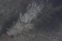 Chaetodermis penicilligerus