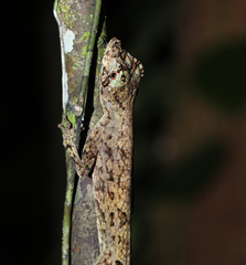 Anolis capito