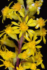 Solidago puberula pulverulenta