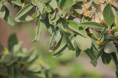 Leptoglossus chilensis