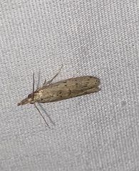 Macrorrhinia endonephele