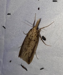 Acrolophus propinqua