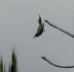 Merops superciliosus