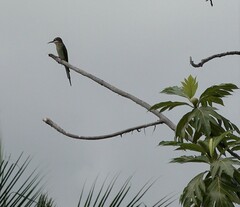 Merops superciliosus