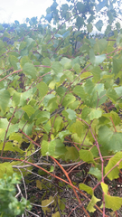 Vitis arizonica