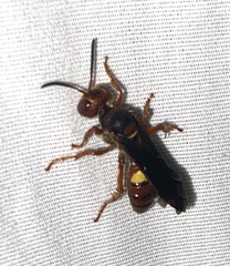 Cerceris bicornuta