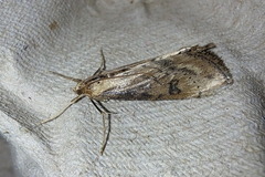 Evergestis isatidalis