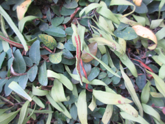 Pyrrosia