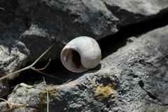 Helix figulina