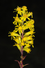 Solidago puberula pulverulenta