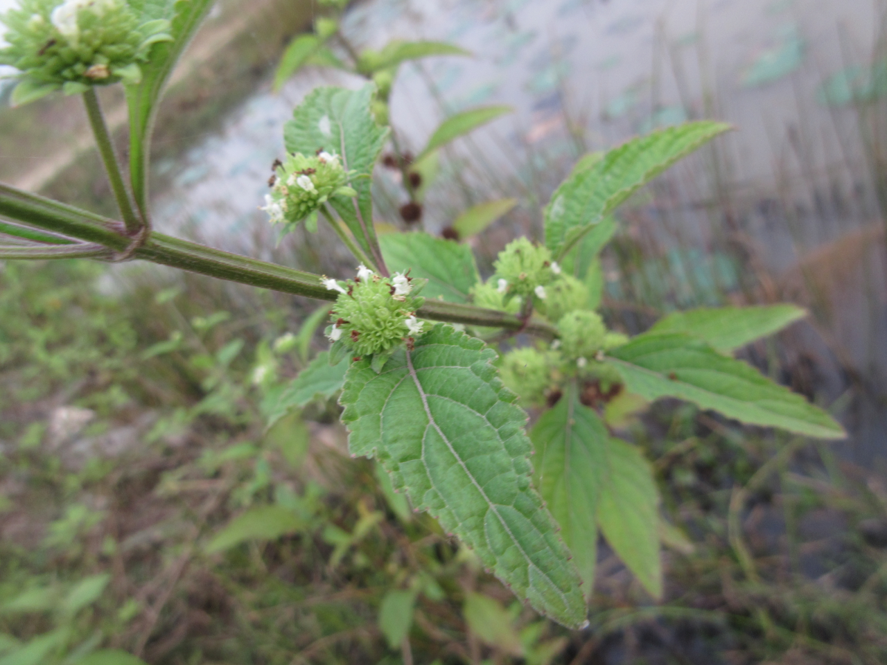 Hyptis capitata (Hyptis capitata)