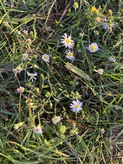 Symphyotrichum divaricatum