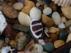 Palmadusta asellus
