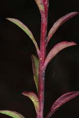 Solidago puberula pulverulenta