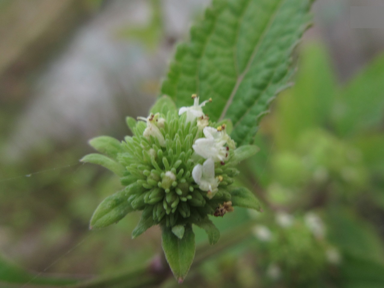 Hyptis capitata — ảnh 2